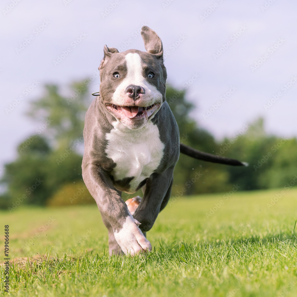 american staffordshire terrier dog