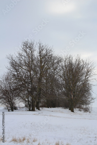 A snowy field with trees © parpalac