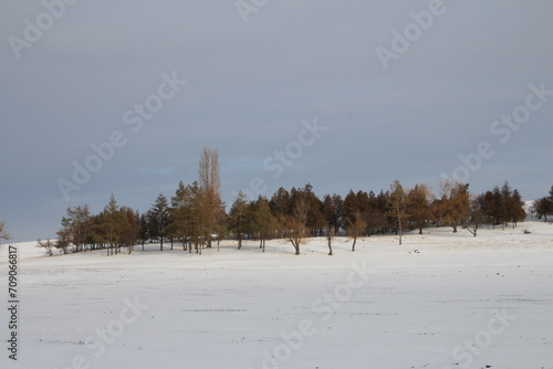 A snowy field with trees and mountains in the background © parpalac