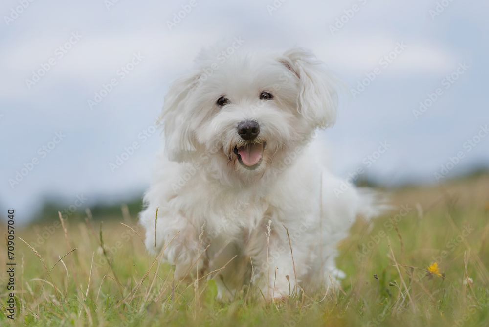 white dog on grass white dog on grass