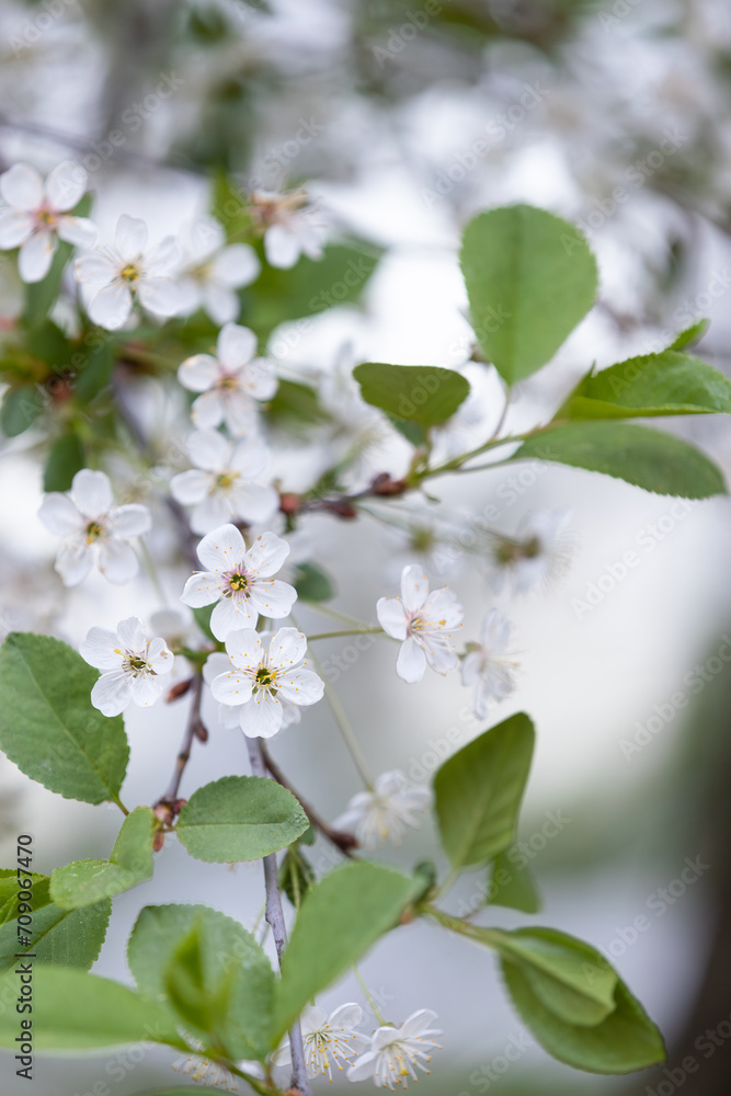 Flowering shrub cherry in the park on a warm spring evening. Selective focus Flowering shrub cherry in the park on a warm spring evening. Selective focus