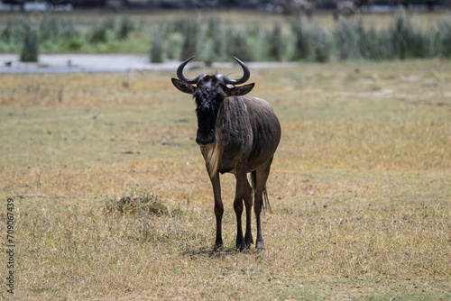  Wildebeest closeup portrait in a natural habitat