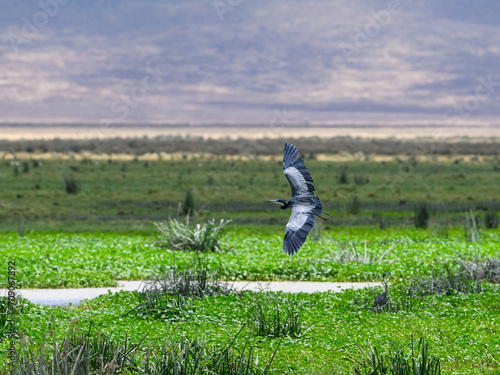 Black-headed Heron in flight over green pond