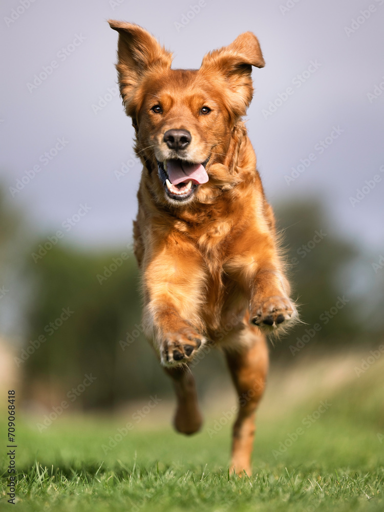 golden retriever running golden retriever running