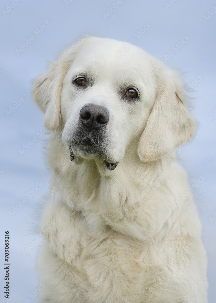 golden retriever portrait golden retriever portrait
