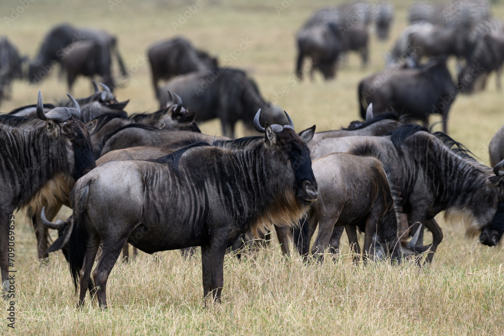 Fototapeta premium Wildebeests grazing in Ngorongoro Conservation Area, Tanzania