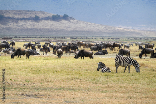 Wildebeests and zebras grazing in Ngorongoro Conservation Area, Tanzania photo