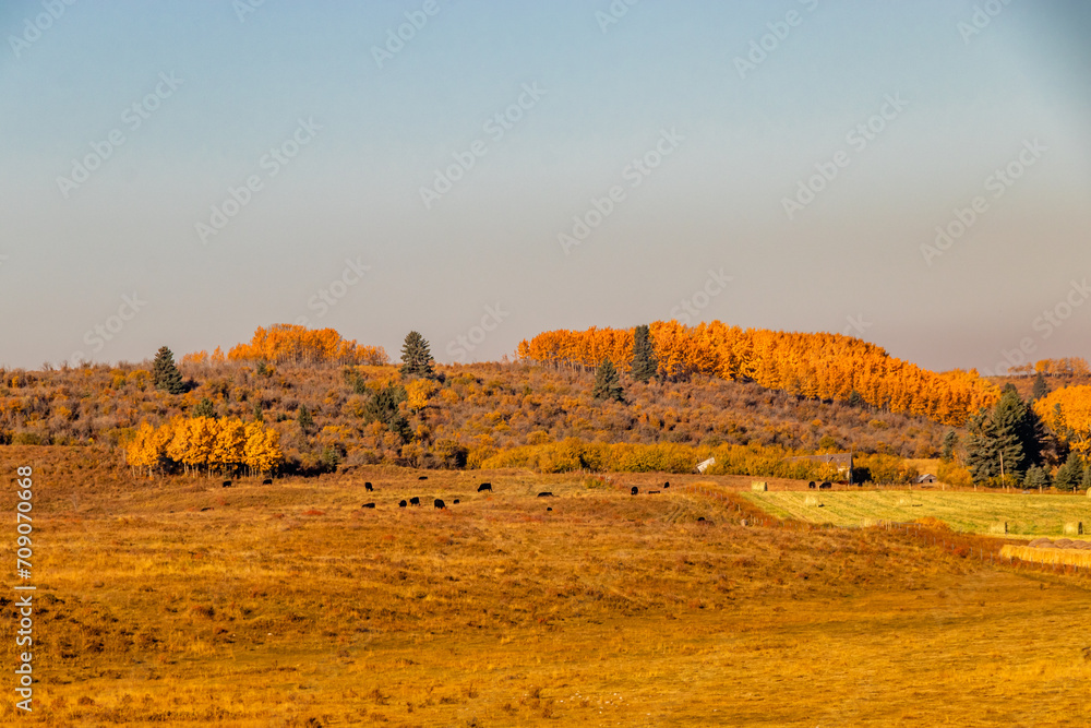 Fall colours border farmers fields. Rockyview County, Alberta, Canada