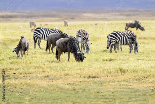  Plains zebras and wildebeest standing and grazing  on green pasture