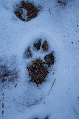 Animal footprint in the snow