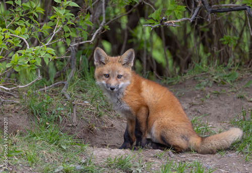 Red fox kit (Vulpes vulpes) sitting by its den in the forest in early spring in Canada © Jim Cumming