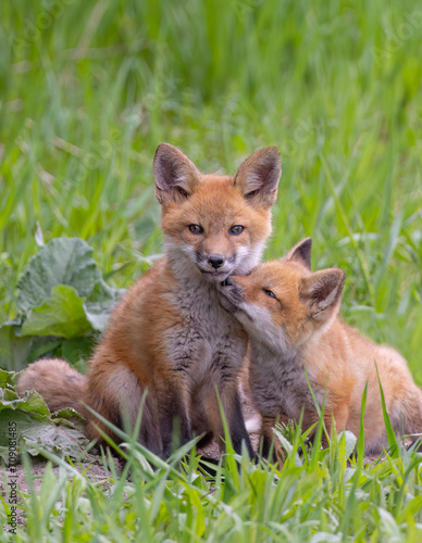 Red fox kits  Vulpes vulpes  sitting by its den deep in the forest in early spring in Canada
