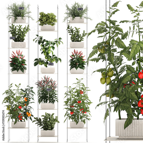  Mini kitchen garden Rosemary Basil vegetables pepper tomato isolated on white background 