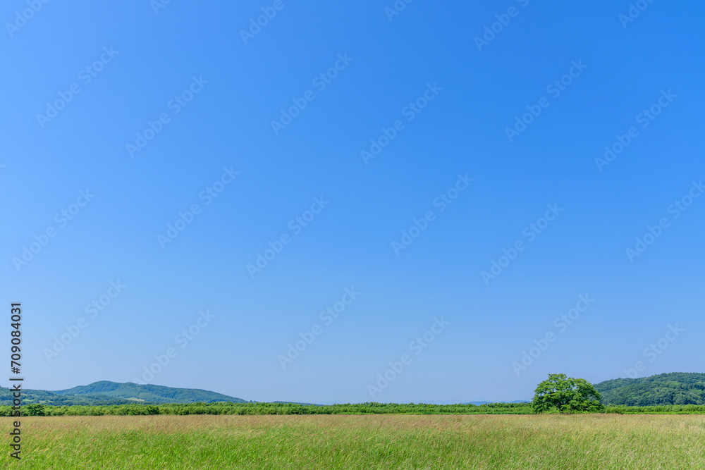 Fototapeta premium 北海道豊頃町 ハルニレの木 