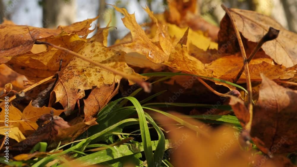 Autumn colorful leaves fall in a pile of leaves. The wind blows the leaves. Videos. Landscape. Autumn colorful leaves fall in a pile of leaves. The wind blows the leaves. Videos. Landscape.