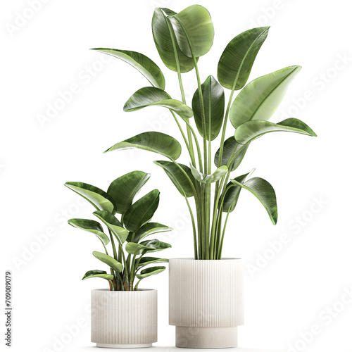  Set of plants in modern pots Strelitzia banana palm isolated on white background 