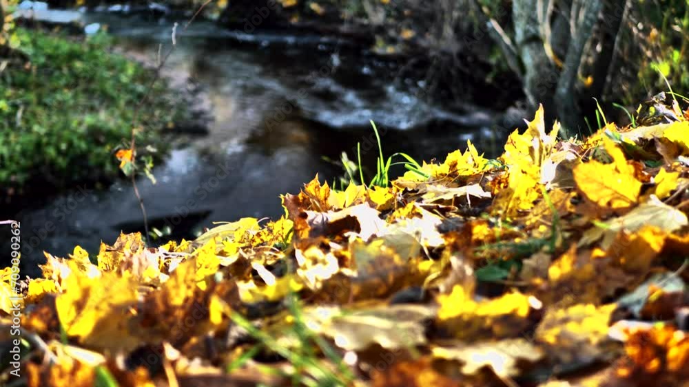 Colorful autumn leaves have fallen on the river bank. Leaves float in water. Soft selective focus. Artificially created grain for the picture Colorful autumn leaves have fallen on the river bank. Leaves float in water. Soft selective focus. Artificially created grain for the picture