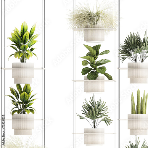 Hanging Shelf On Ropes Potted Plants Raphis Palm Ficus isolated on white background 