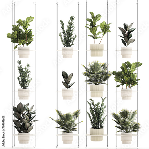 3d illustration Shelf Hanging Pot Zamioculcas Ficus Fan Palm photo