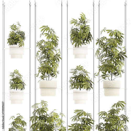 3d illustration Garden shelf Of Bushes Hemp Marijuana Cannabis isolated on white background  photo