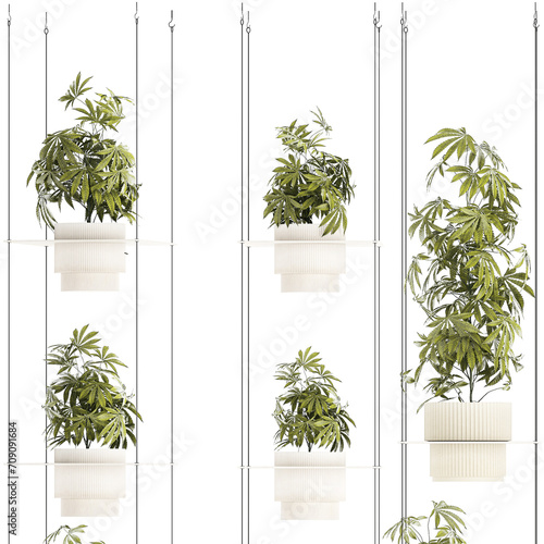 3d illustration Garden shelf Of Bushes Hemp Marijuana Cannabis isolated on white background 