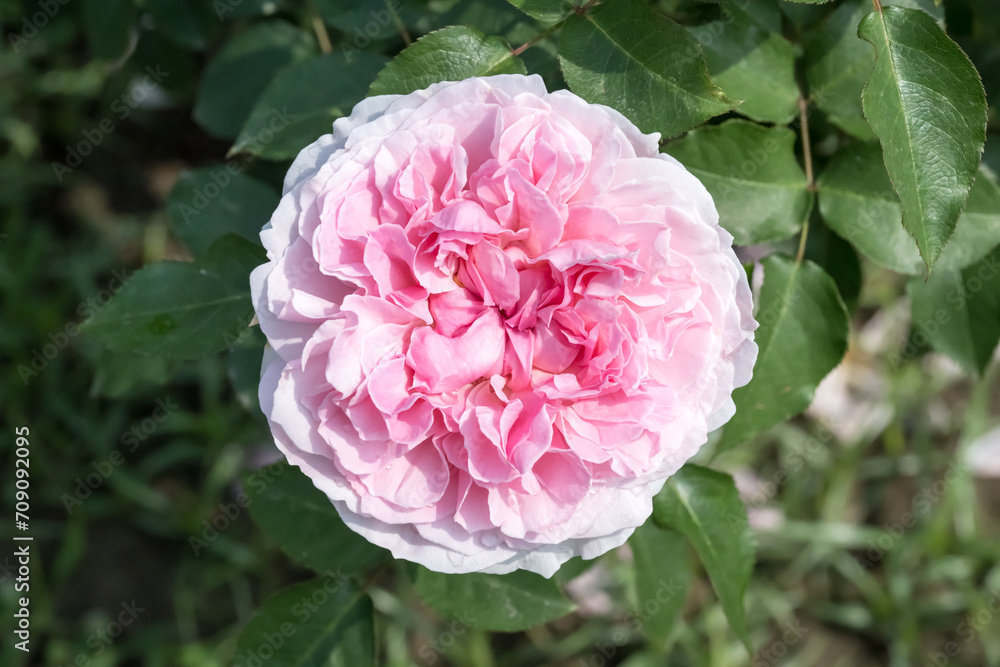 Beautiful rose in the park. Beautiful rose in the park.