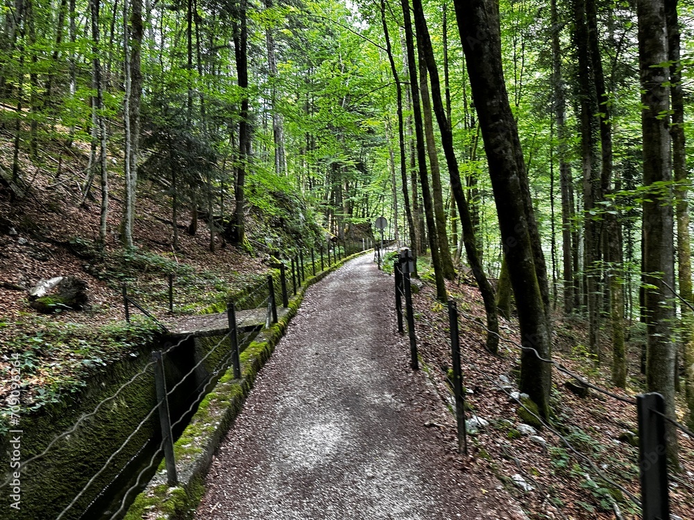 Obraz premium path in the forest