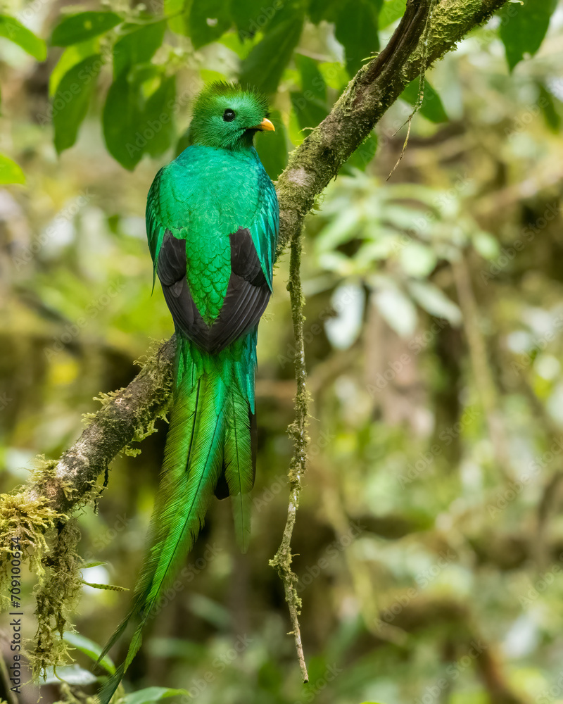 The Resplendent quetzal (Pharomachrus mocinno) in Monteverde Cloud Forest. Cost Rica. Wildlife.