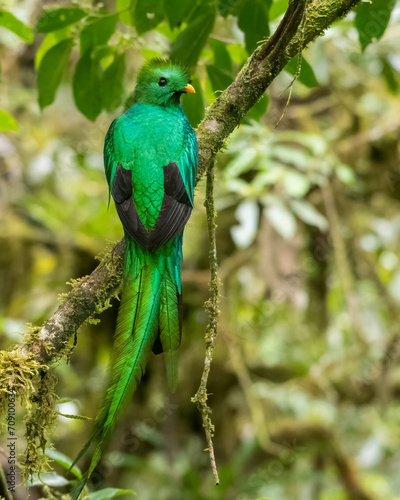 The Resplendent quetzal (Pharomachrus mocinno) in Monteverde Cloud Forest. Cost Rica. Wildlife.