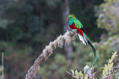 The Resplendent quetzal (Pharomachrus mocinno) in Los Quetzales National Park. Costa Rica. Wildlife.