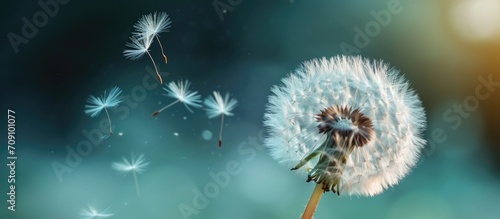 A white tuft of hairs on dandelion  blown by wind  carrying seeds away.