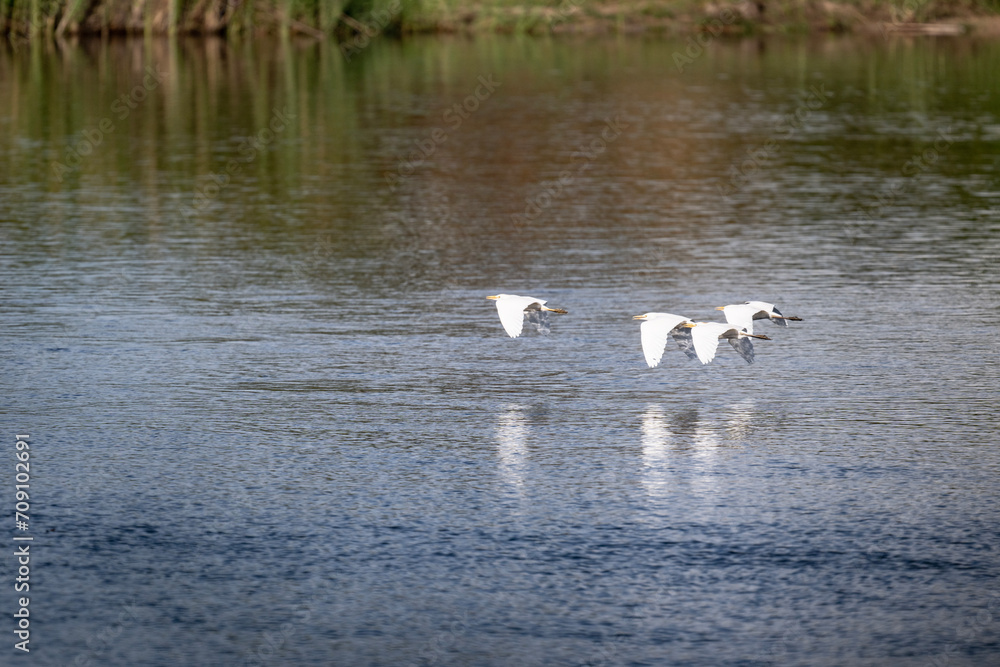 egret in natural conditions hunting for fish egret in natural conditions hunting for fish
