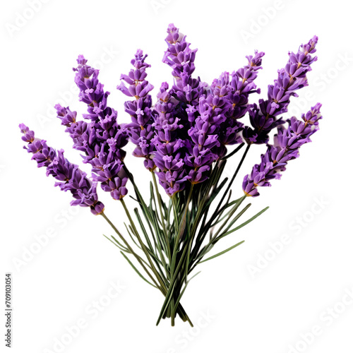 lavender flowers isolated on white background  in isolation  PNG