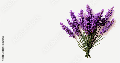 lavender isolated on white background, Background for design. Postcard. Congratulations. Web banner. Wide. Panoramic. valentines day background. An empty space for copying text.