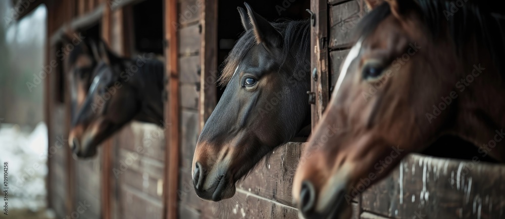 Fototapeta premium horses peeking out of the stable, view just head