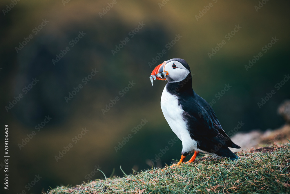 atlantic puffins with fishes by the ocean at faroe islands atlantic puffins with fishes by the ocean at faroe islands