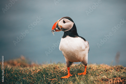 atlantic puffins with fishes by the ocean at faroe islands