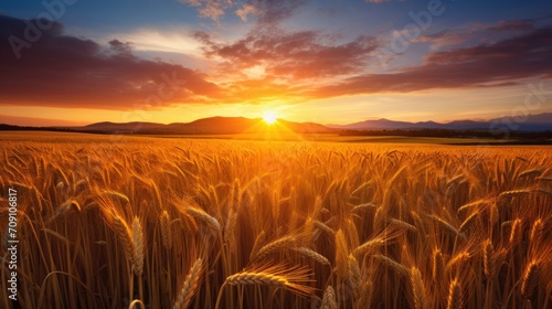 Beautiful landscape golden view of wheat field at sunny day. Generate AI image