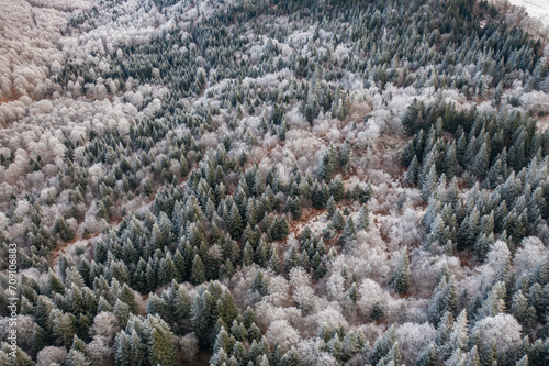 Aerial view of a mountain and tree in winter with snow