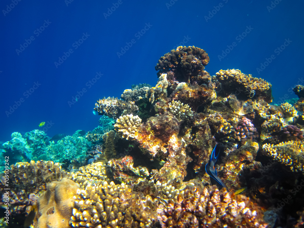 Naklejka premium Beautiful sea inhabitants in the coral reef of the Red Sea