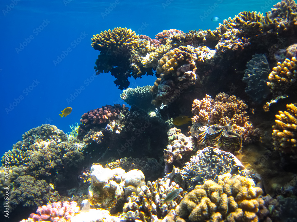 Beautiful sea inhabitants in the coral reef of the Red Sea Beautiful sea inhabitants in the coral reef of the Red Sea