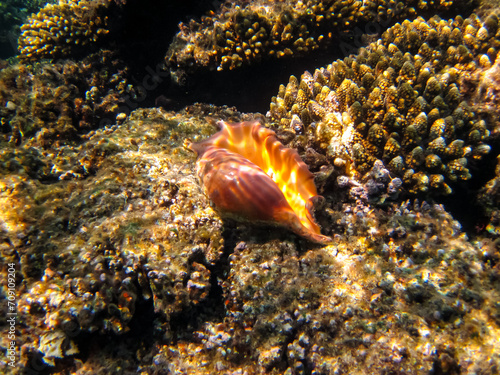 Beautiful sea inhabitants in the coral reef of the Red Sea