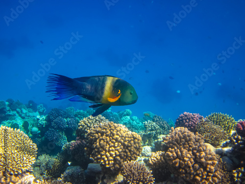 Fototapeta Naklejka Na Ścianę i Meble -  Beautiful sea inhabitants in the coral reef of the Red Sea