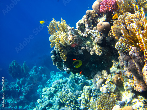 Fototapeta Naklejka Na Ścianę i Meble -  Beautiful sea inhabitants in the coral reef of the Red Sea