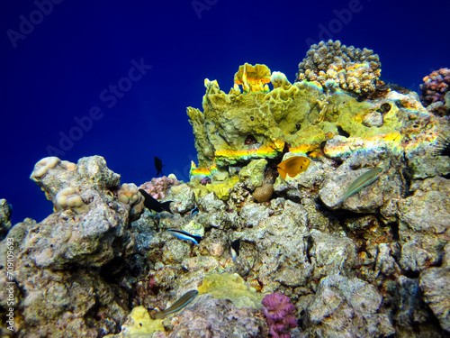 Beautiful sea inhabitants in the coral reef of the Red Sea
