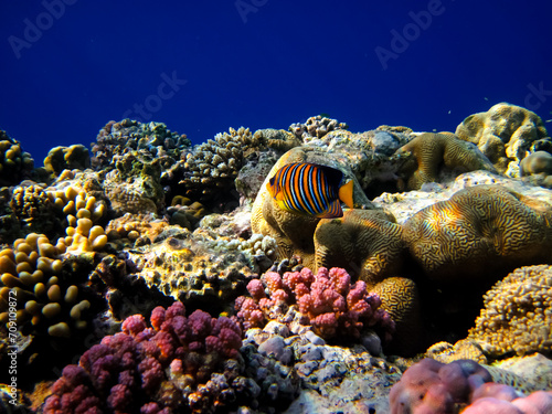 Beautiful sea inhabitants in the coral reef of the Red Sea