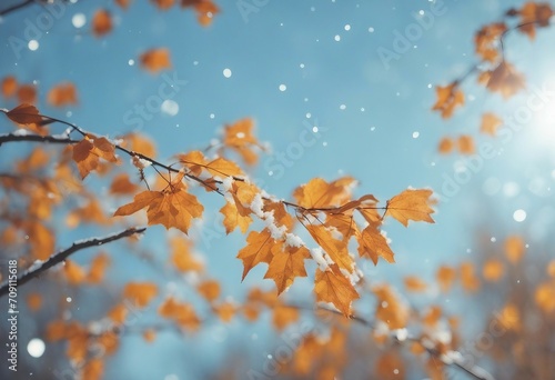 Beautiful branch with orange and yellow leaves in late fall or early winter under the snow First sno © ArtisticLens