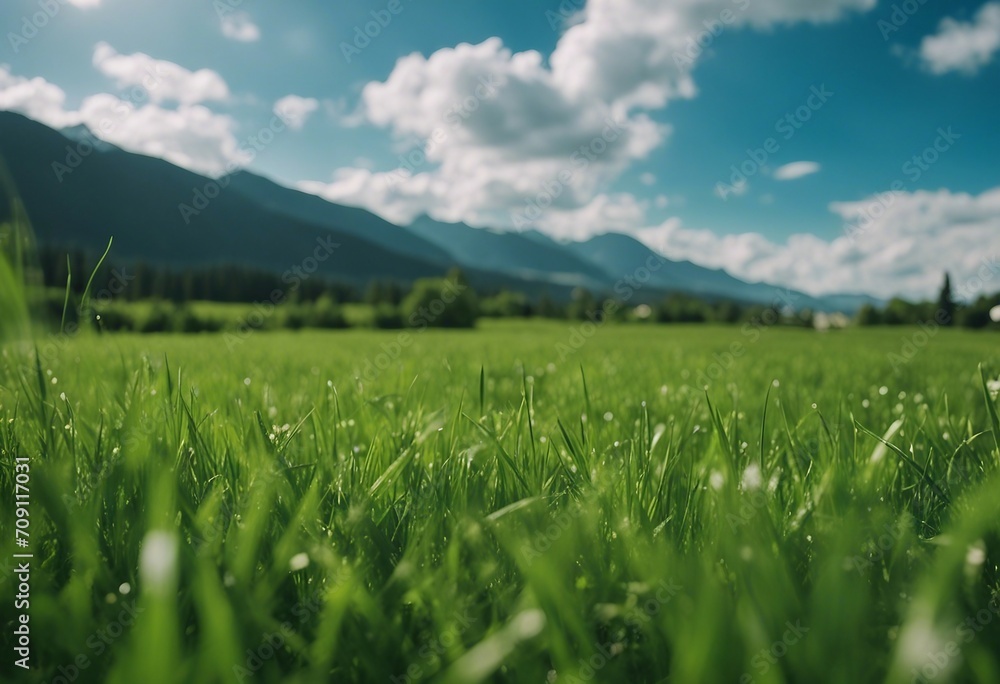 Panoramic natural landscape with green grass field blue sky with clouds and and mountains in backgro Panoramic natural landscape with green grass field blue sky with clouds and and mountains in backgro