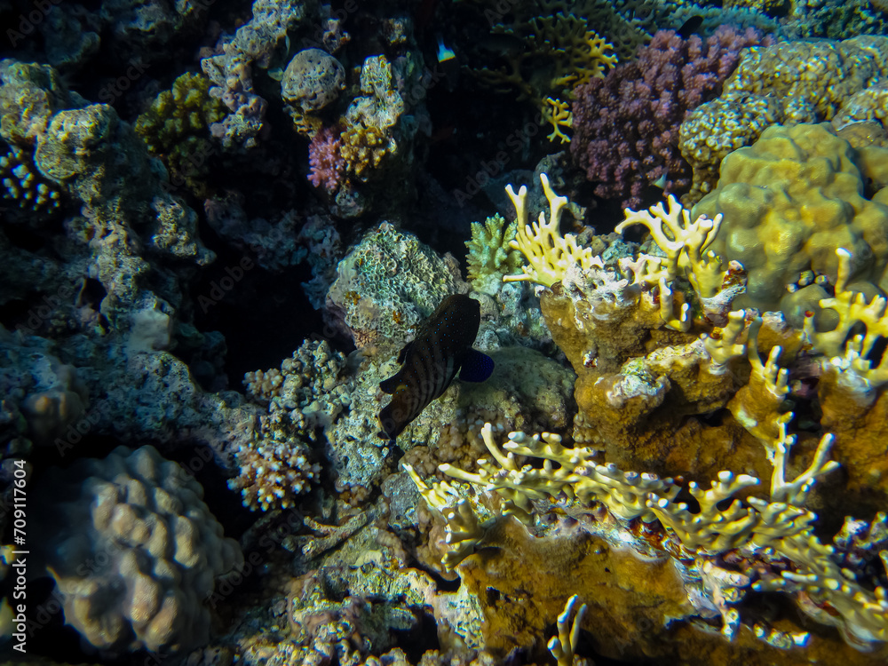 Beautiful sea inhabitants in the coral reef of the Red Sea Beautiful sea inhabitants in the coral reef of the Red Sea
