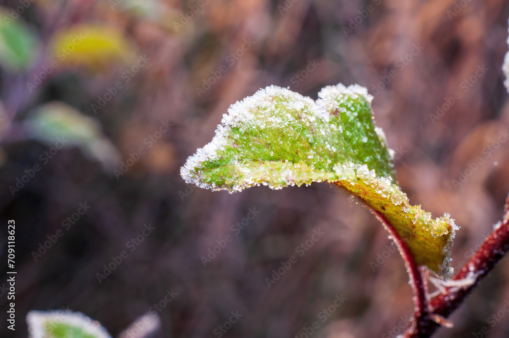 An apple tree branch with leaves that have turned red and yellow in the autumn